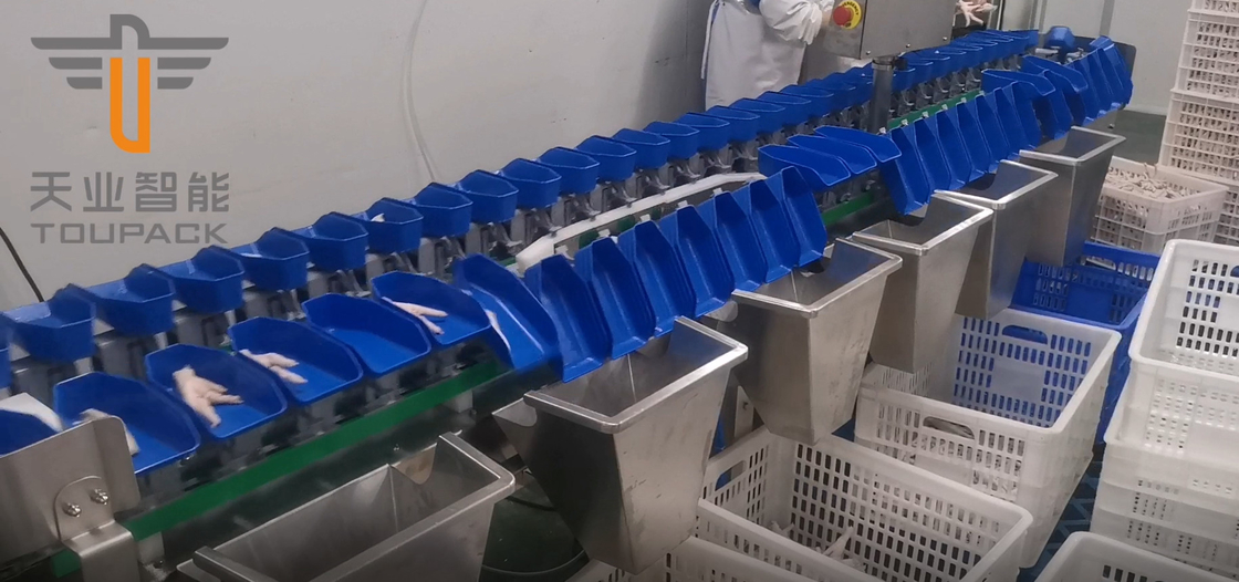 Sarısı Balık Meyveleri İçin Dokunmatik Ekranlı Çok Dereceli Dairesel Ağırlık Ayırma Makinesi