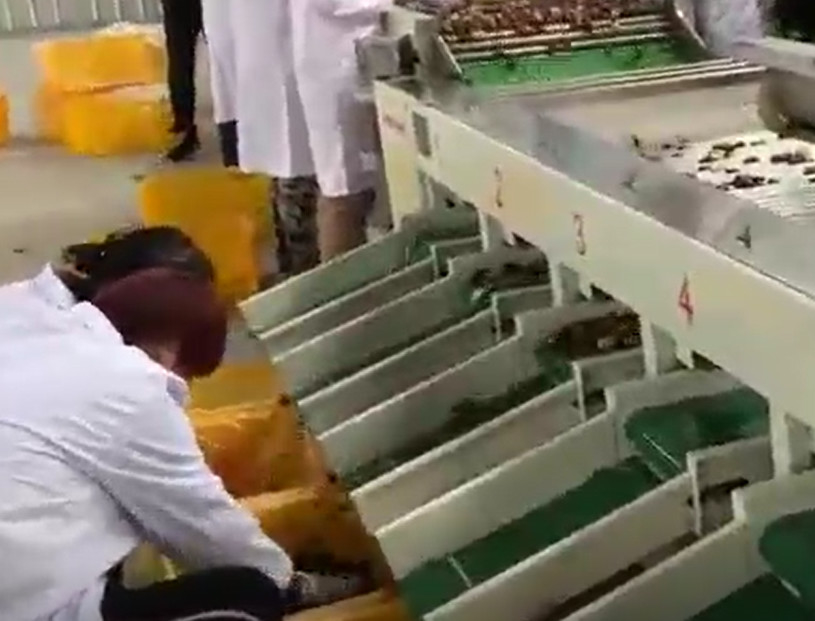 Karbon Çelik 220V Hünnap Ayırma Makinesi Ayırma Üretim Hattı