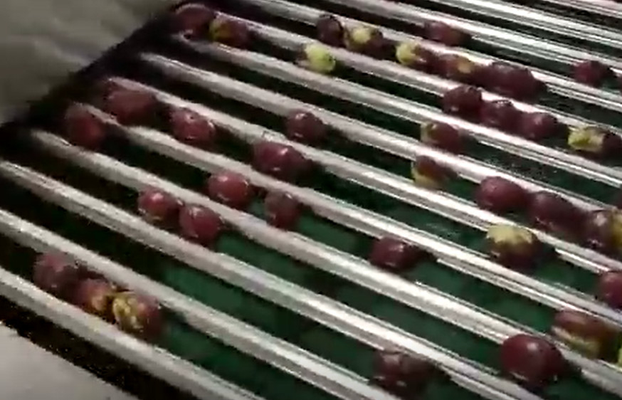 Karbon Çelik 220V Hünnap Ayırma Makinesi Ayırma Üretim Hattı